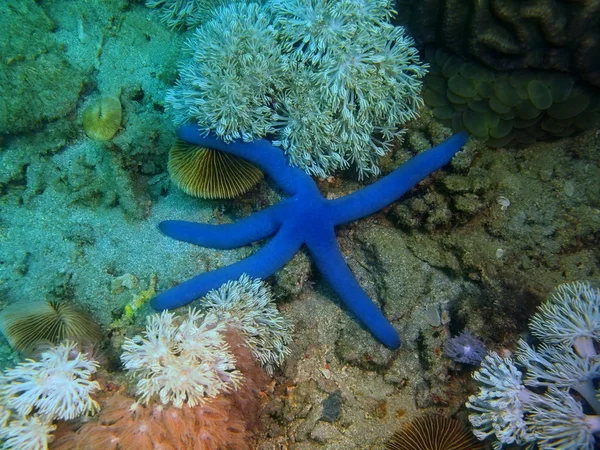 Amazing Mysterious Underwater World Philippines Luzon Island Anilo Starfish — Stock Photo, Image