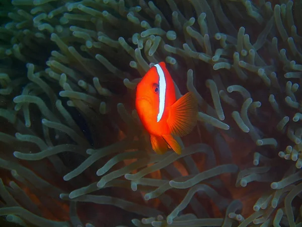 Дивовижний Загадковий Світ Підводних Філіппіни Острова Лусон Anilo Fishclown — стокове фото