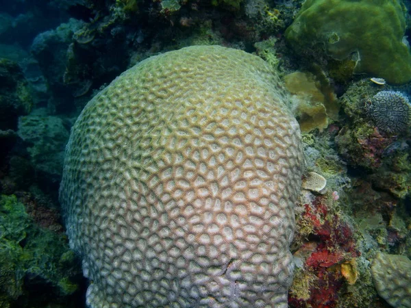 Amazing Mysterious Underwater World Philippines Luzon Island Anilo Stone Coral — Stock Photo, Image