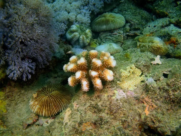 Incrível Misterioso Mundo Subaquático Das Filipinas Ilha Luzon Anilo Coral — Fotografia de Stock