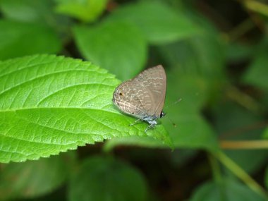 Harika doğa merkezi şehir, Nha Trang yakınındaki, Vietnam, kelebek