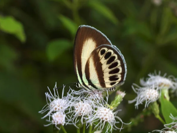 Wonderful Nature Central Vietnam City Nha Trang Butterfly — Stock Photo, Image