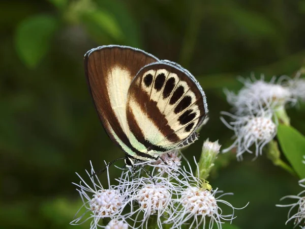 Wonderful Nature Central Vietnam City Nha Trang Butterfly — Stock Photo, Image