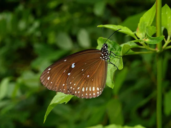 Maravillosa Naturaleza Vietnam Central Cerca Ciudad Nha Trang Mariposa — Foto de Stock