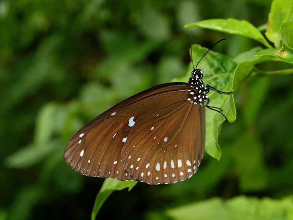 Natureza Maravilhosa Vietnã Central Perto Cidade Nha Trang Borboleta — Fotografia de Stock