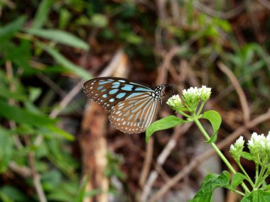 Harika Doğa Merkezi Vietnam, yakın şehir Nha Trang, kelebek cfterpillar