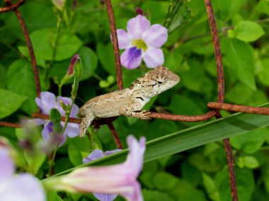 Merkez Vietnam, yakın şehir Nha Trang, harika doğa kertenkele