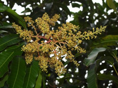 Harika doğa Merkezi Vietnam, yakın şehir Nha Trang, mango çiçek