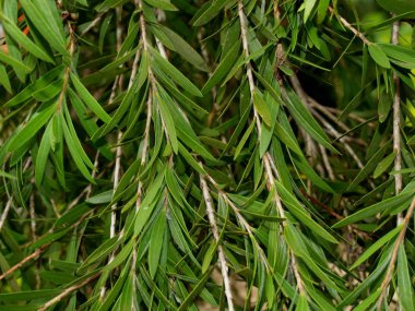 Harika Doğa Merkezi Vietnam, yakın şehir Nha Trang, tropikal bitki