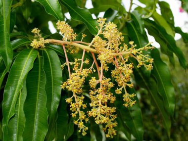 Harika doğa Merkezi Vietnam, yakın şehir Nha Trang, mango çiçek