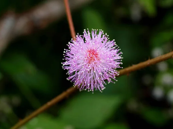 Wonderful Nature Central Vietnam City Nha Trang Tropical Flower — Stock Photo, Image