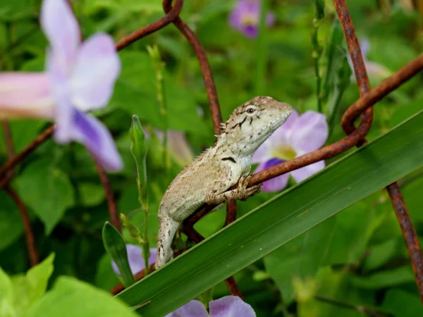 Wspaniała Natura Centralnej Wietnamie Pobliżu Miasta Nha Trang Jaszczurka — Zdjęcie stockowe