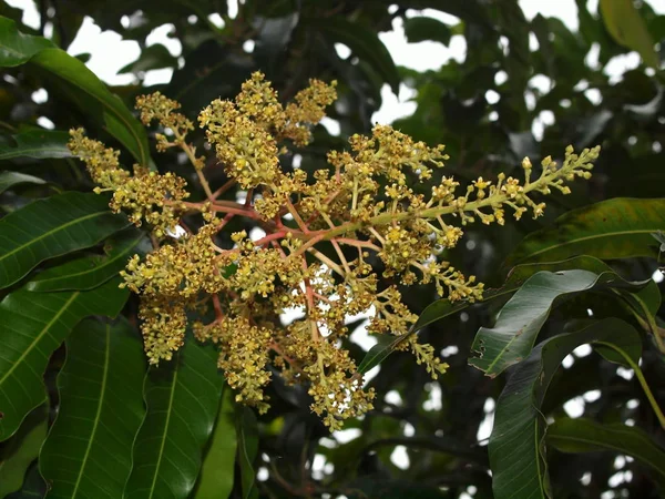 Harika doğa Merkezi Vietnam, yakın şehir Nha Trang, mango çiçek