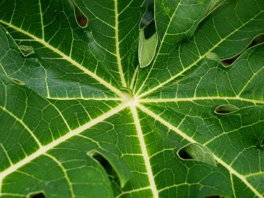 Harika Doğa Merkezi Vietnam, yakın şehir Nha Trang, tropikal bitki