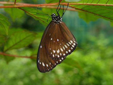 Harika doğa merkezi şehir, Nha Trang yakınındaki, Vietnam, kelebek