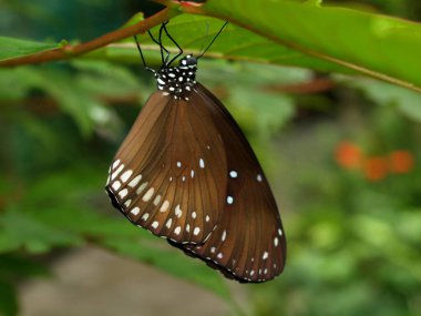 Harika doğa merkezi şehir, Nha Trang yakınındaki, Vietnam, kelebek