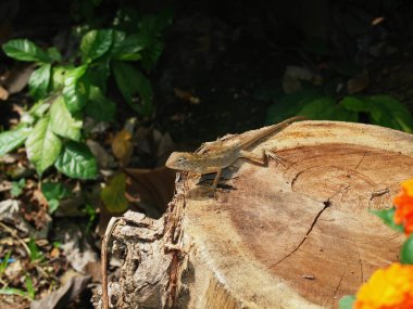 Merkez Vietnam, yakın şehir Nha Trang, harika doğa kertenkele