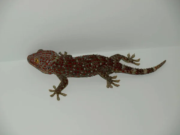 Wonderful Nature Central Vietnam City Nha Trang Gecko — Stock Photo, Image