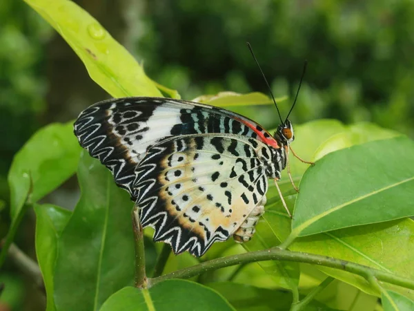 Maravillosa Naturaleza Vietnam Central Cerca Ciudad Nha Trang Mariposa —  Fotos de Stock