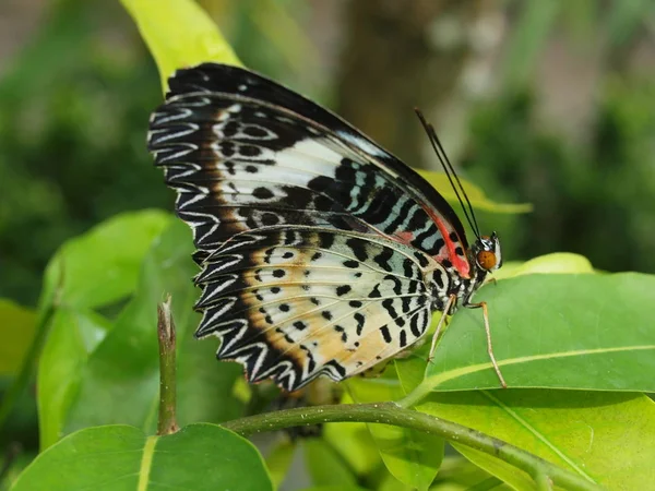 Wonderful Nature Central Vietnam City Nha Trang Butterfly — Stock Photo, Image