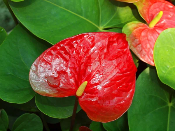 Harika Doğa Merkezi Vietnam Yakın Şehir Nha Trang Tropikal Çiçek — Stok fotoğraf