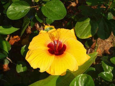 Harika Doğa Merkezi Vietnam, yakın şehir Nha Trang, tropikal çiçek