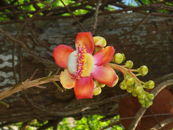 Harika Doğa Merkezi Vietnam Yakın Şehir Nha Trang Tropikal Çiçek — Stok fotoğraf
