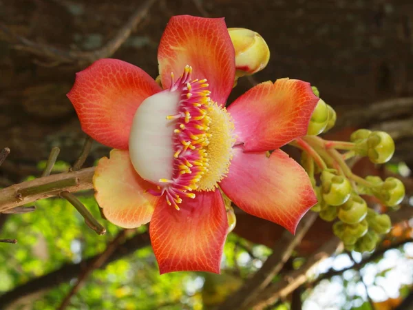Wonderful Nature Central Vietnam City Nha Trang Tropical Flower — Stock Photo, Image