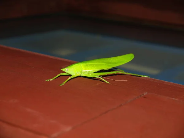 Wonderful Nature Central Vietnam City Nha Trang Grasshopper — Stock Photo, Image
