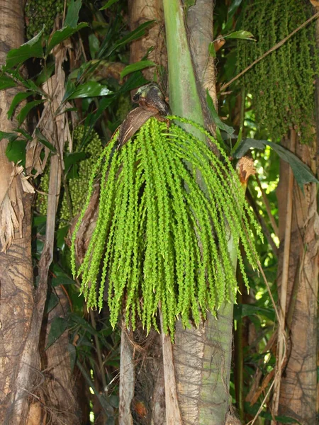 Maravillosa Naturaleza Vietnam Central Cerca Ciudad Nha Trang Planta Tropical —  Fotos de Stock