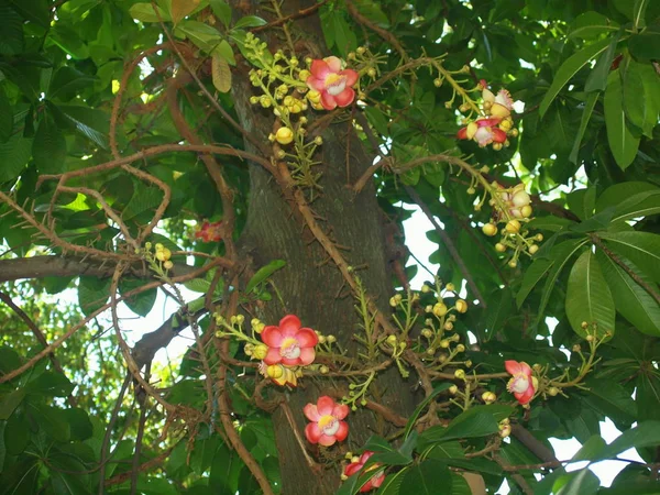 Wonderful Nature Central Vietnam City Nha Trang Tropical Flower — Stock Photo, Image