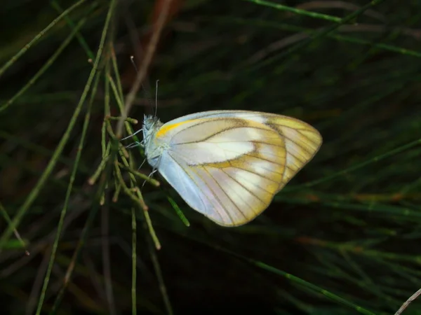 Maravillosa Naturaleza Vietnam Central Cerca Ciudad Nha Trang Mariposa —  Fotos de Stock