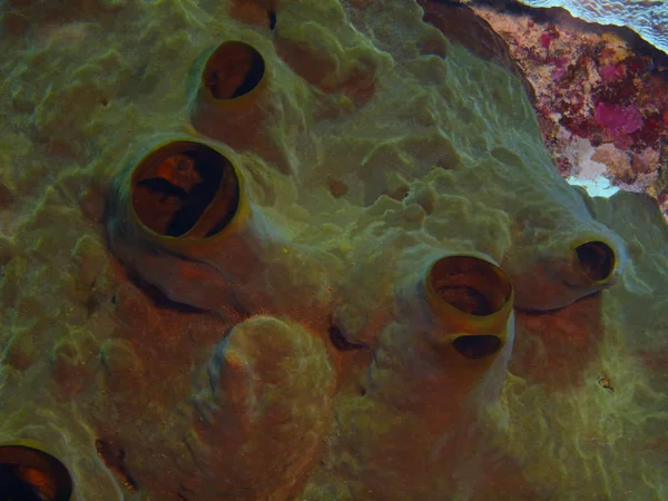 Monde Sous Marin Étonnant Mystérieux Indonésie Sulawesi Nord Île Bunaken — Photo