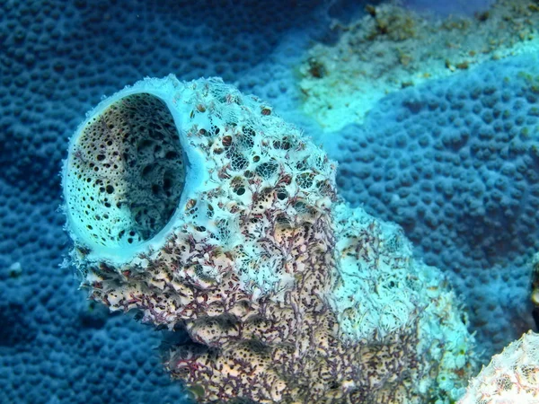 Die Erstaunliche Und Geheimnisvolle Unterwasserwelt Indonesiens Nordsulawesi Bunaken Island Demosponge — Stockfoto