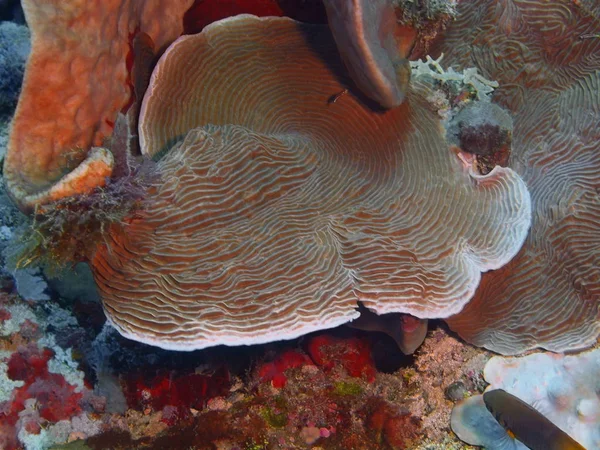 Amazing Mysterious Underwater World Indonesia North Sulawesi Bunaken Island Stone — Stock Photo, Image