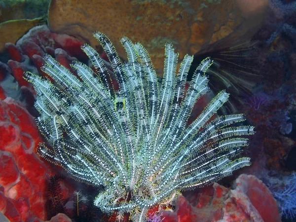 Verbazingwekkende Mysterieuze Onderwaterwereld Van Indonesië Noord Celebes Bunaken Eiland Crinoidea — Stockfoto