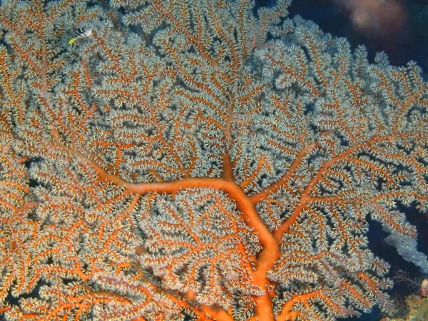 印度尼西亚 北苏拉威西 布纳肯岛 戈戈尼亚珊瑚的惊人而神秘的水下世界 — 图库照片