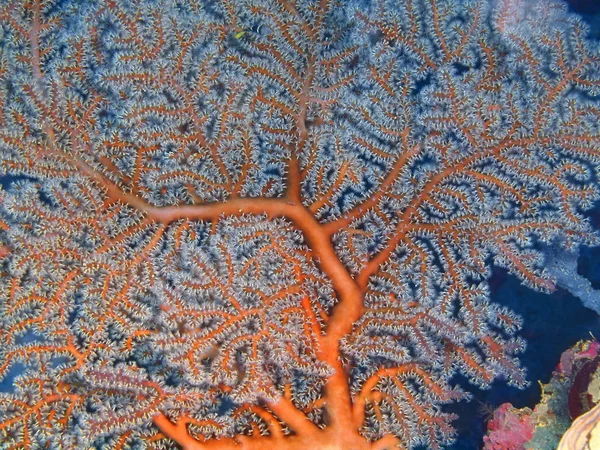 印度尼西亚 北苏拉威西 布纳肯岛 戈戈尼亚珊瑚的惊人而神秘的水下世界 — 图库照片