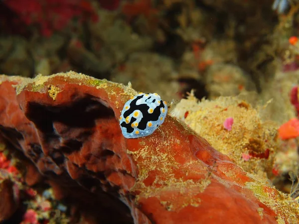 Verbazingwekkende Mysterieuze Onderwaterwereld Van Indonesië Noord Celebes Bunaken Eiland Zee — Stockfoto