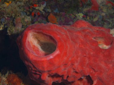 Endonezya, Kuzey Sulawesi, Bunaken Adası, demosponge muhteşem ve gizemli sualtı dünyası