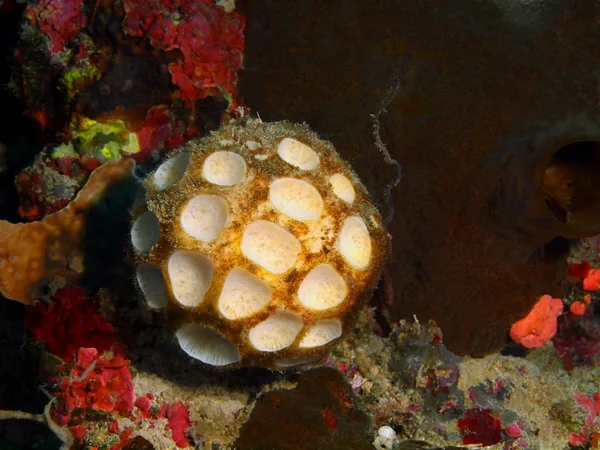 Endonezya Kuzey Sulawesi Bunaken Adası Demosponge Muhteşem Gizemli Sualtı Dünyası — Stok fotoğraf