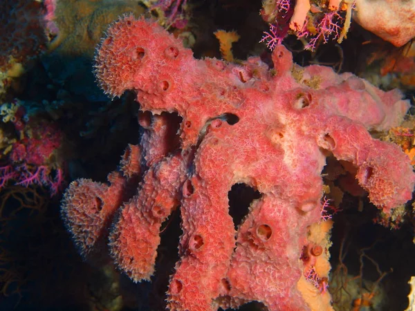 Amazing Mysterious Underwater World Indonesia North Sulawesi Bunaken Island Demosponge — Stock Photo, Image