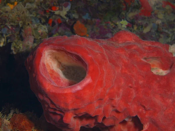 Asombroso Misterioso Mundo Submarino Indonesia Sulawesi Del Norte Isla Bunaken —  Fotos de Stock