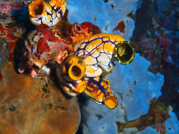 The amazing and mysterious underwater world of Indonesia, North Sulawesi, Bunaken Island, sea squirt