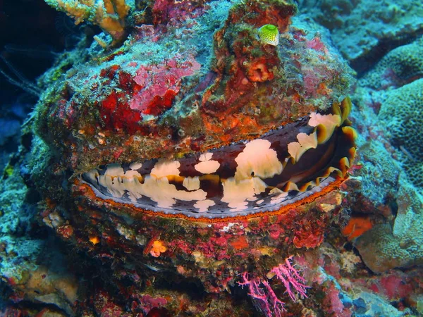 The amazing and mysterious underwater world of Indonesia, North Sulawesi, Bunaken Island, clam