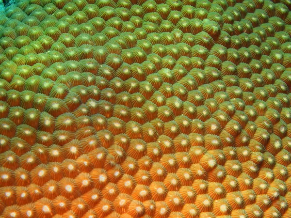 인도네시아 술라웨시 산호의 놀라운 신비로운 — 스톡 사진