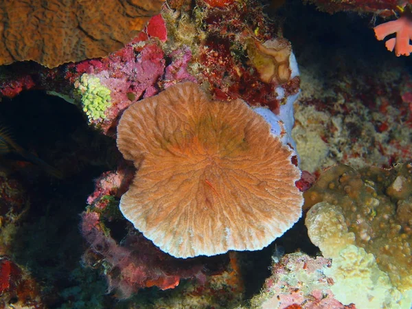 Verbazingwekkende Mysterieuze Onderwaterwereld Van Indonesië Noord Celebes Bunaken Eiland Stenen — Stockfoto