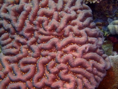 Endonezya, Kuzey Sulawesi, Bunaken Adası, taş mercan muhteşem ve gizemli sualtı dünyası