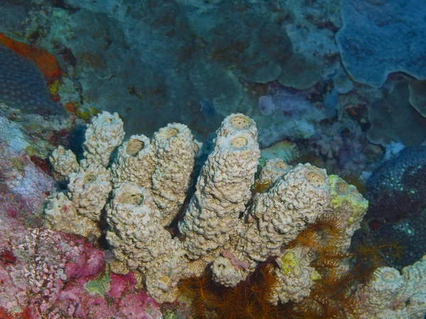 Incrível Misterioso Mundo Subaquático Indonésia North Sulawesi Bunaken Island Demosponge — Fotografia de Stock