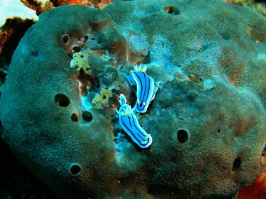 Endonezya, Kuzey Sulawesi, Bunaken ada, deniz yaratığı muhteşem ve gizemli sualtı dünyası